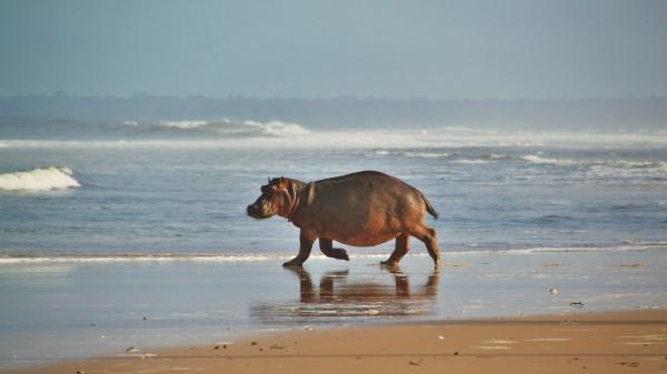 Gabon: Surfující hroši