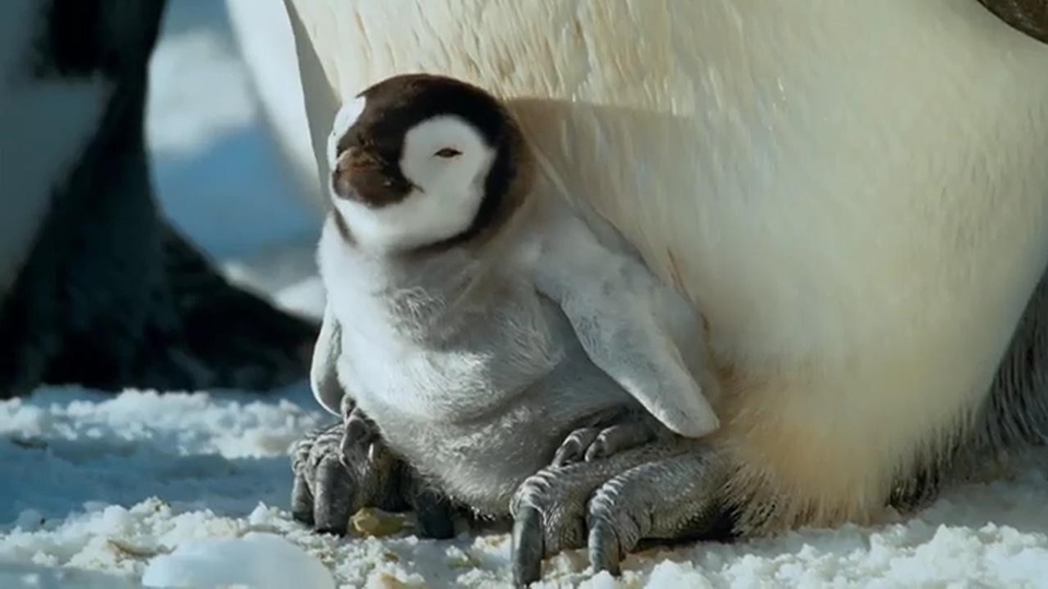 Dokument Rodzina pingwinów