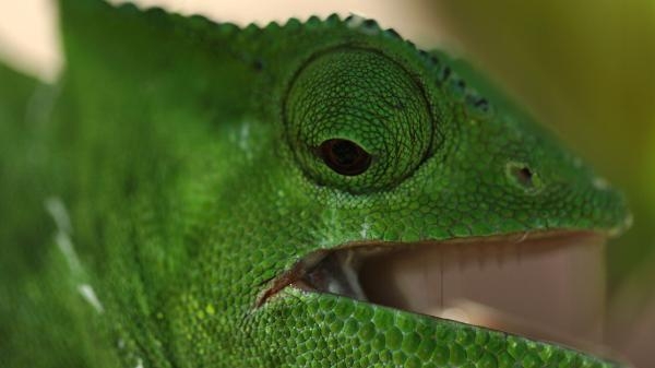 Vladajući reptili
