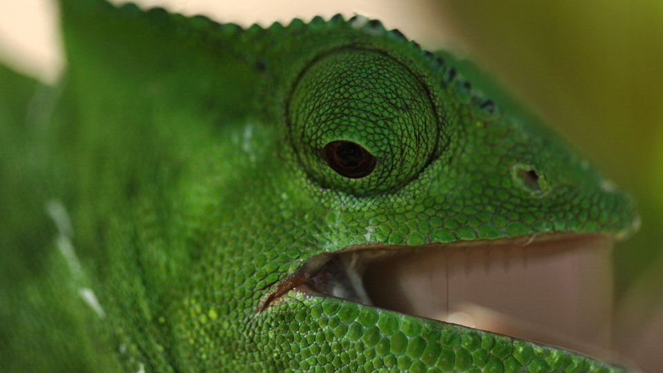Film Vladajući reptili