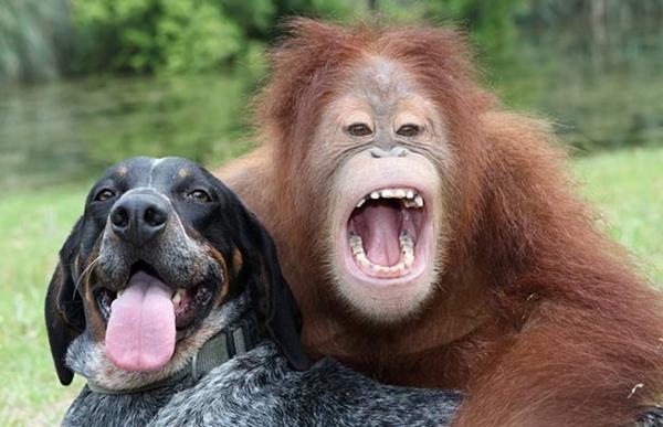 Neuvěřitelná přátelství v říši zvířat