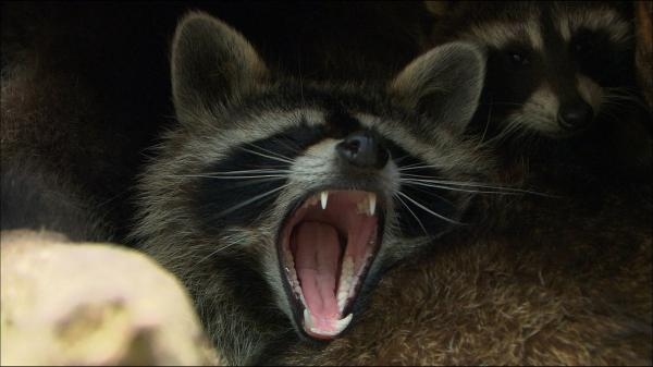 Roztomilí darebáci