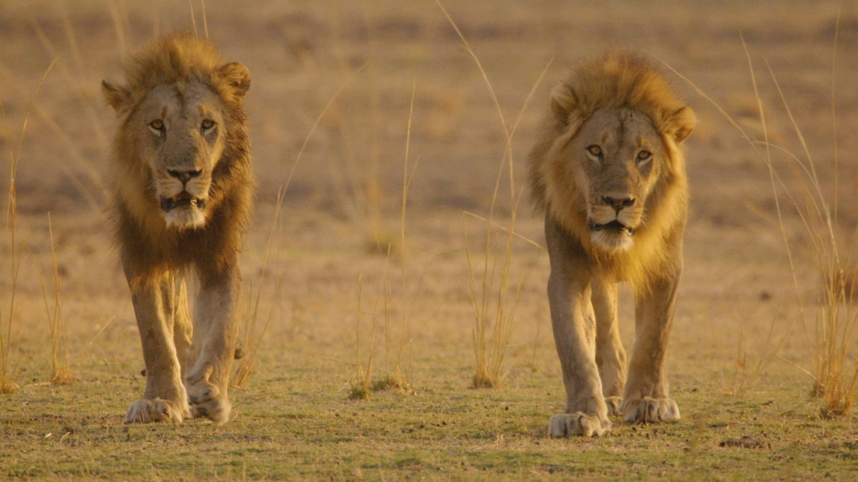 Dokumentarci Africa's Hunters