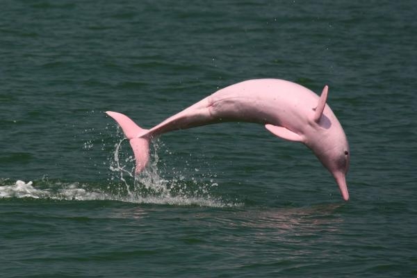 Záhada ružového delfína