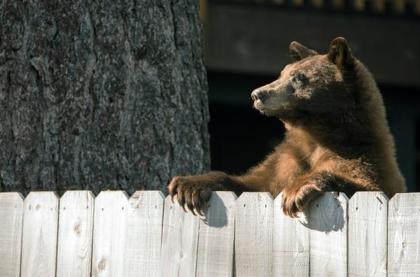 Divljina u metropoli