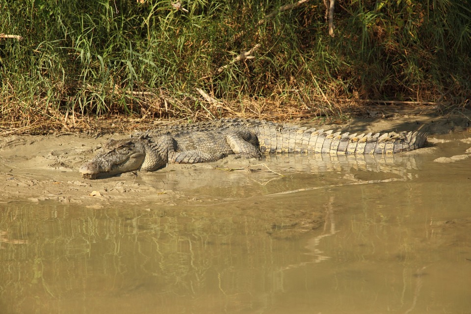 Najbolji australski priroda iz godine 2016 online