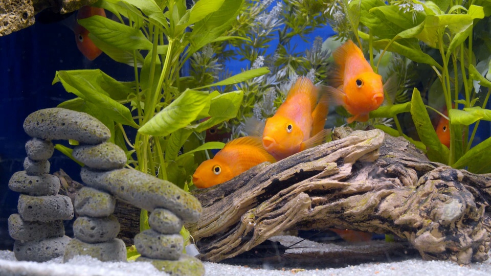 Aquariums
