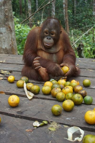 Orangutaní škola v džungli