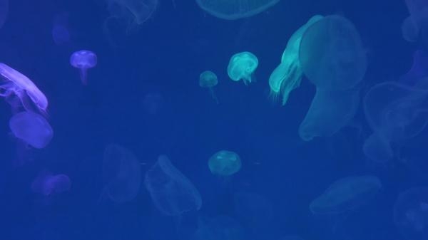 4k jellyfish