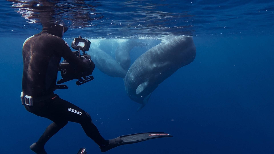 Документ Steve Backshall i kitovi