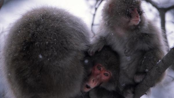 Asia's Wild Secrets