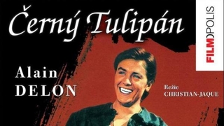 Černý tulipán