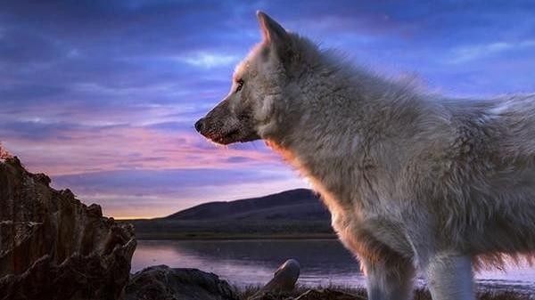 Documentary Království vlka arktického