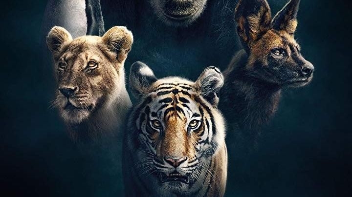 Dokument David Attenborough: Zvířecí dynastie