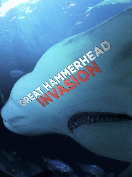 Great Hammerhead Invasion
