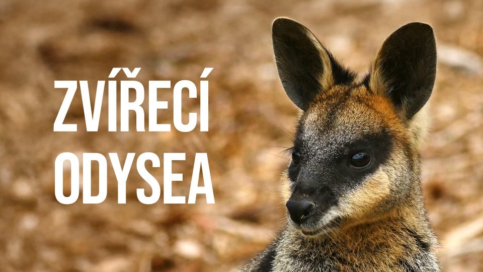 45 francouzských dokumentů online