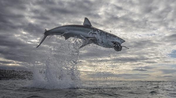 Air Jaws 2020