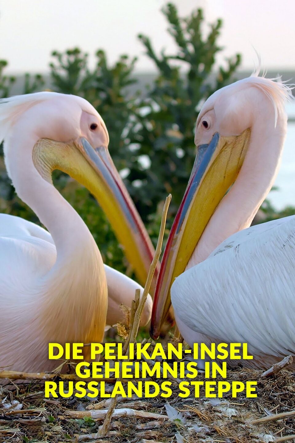 Dokument Ostrov pelikánů