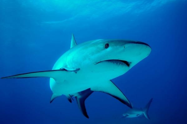Extinct or Alive: The Lost Shark