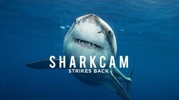 SharkCam: největší hity