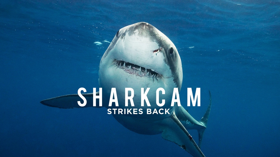 Dokument SharkCam: největší hity