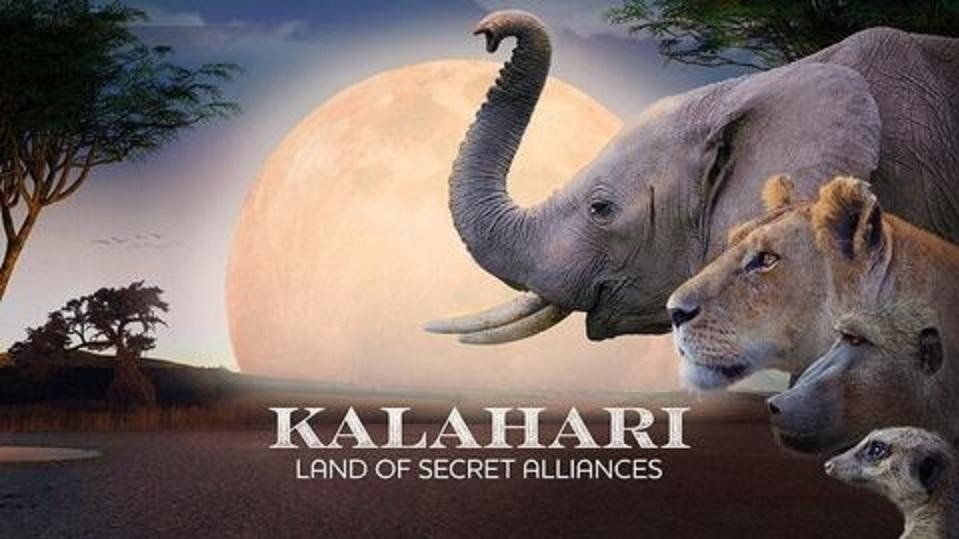 Документ Kalahari, twarde prawo pustyni