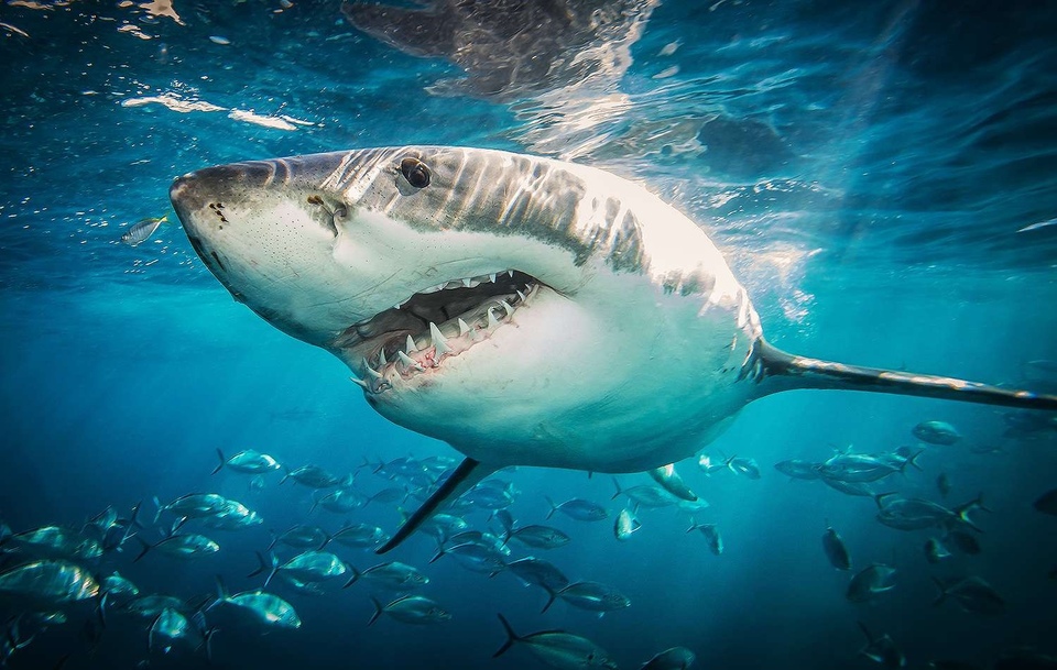 Документ I Was Prey: Shark Week