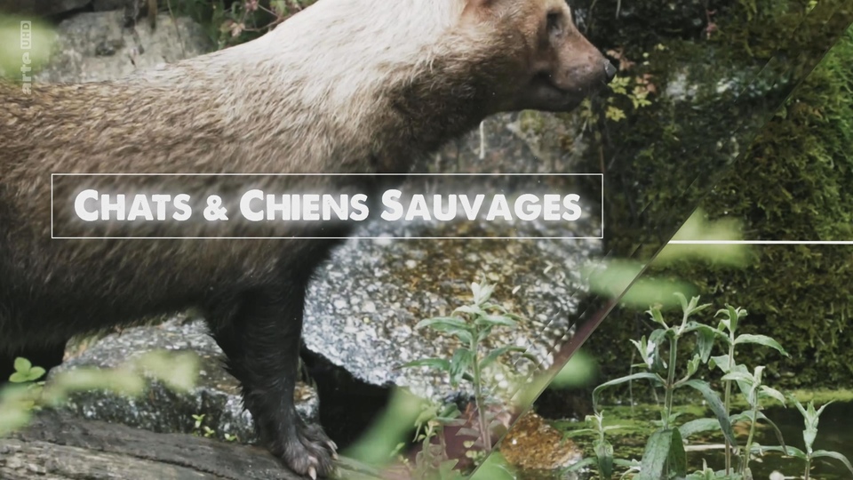 15 european new nature documentaries from year 2022 online