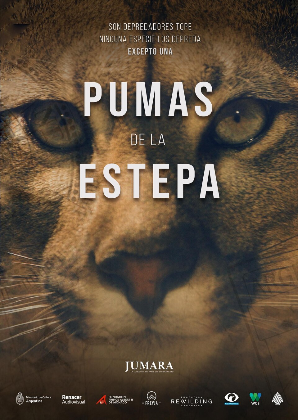 Documentary Patagonské pumy