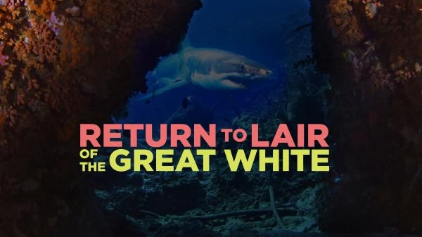 Return to the Lair of the Great White