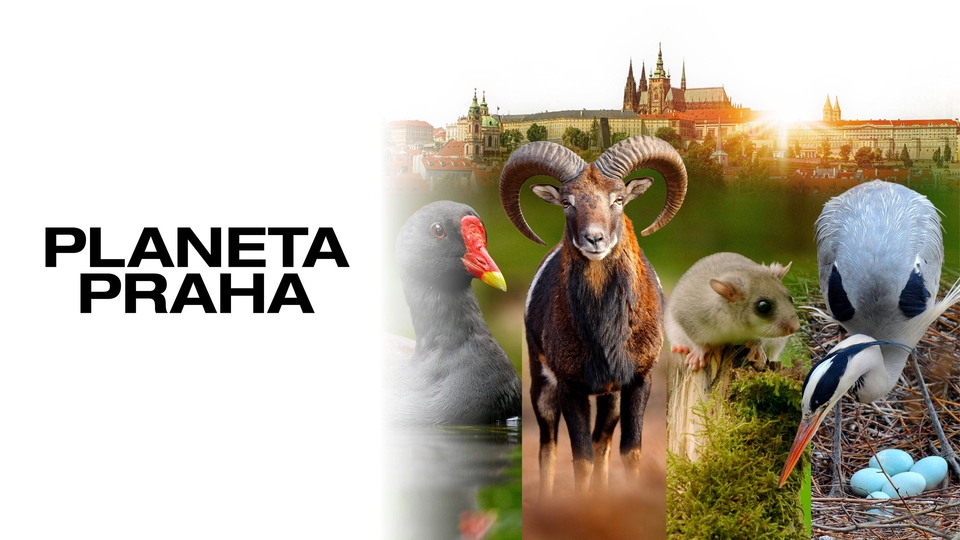 Найкращі сімейні документальні фільми з року 2022 онлайн