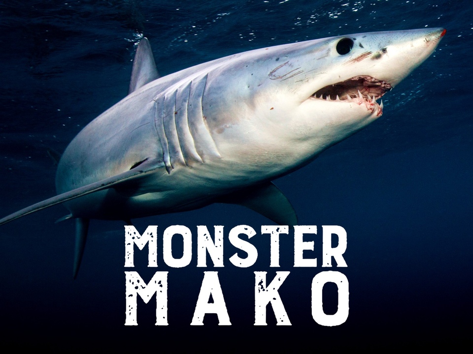 Dokument Obří mako se vrací