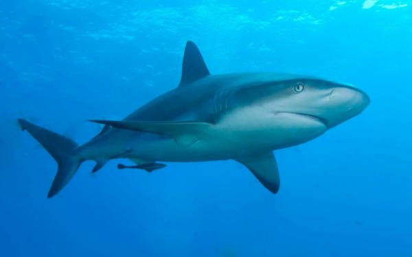 Shark School with Michael Phelps
