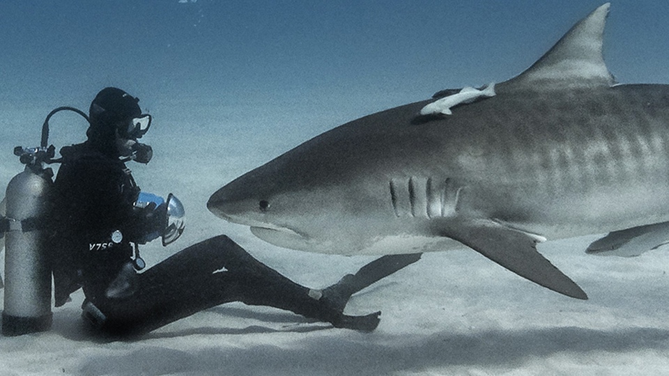 Документ Shark Attack Survivors