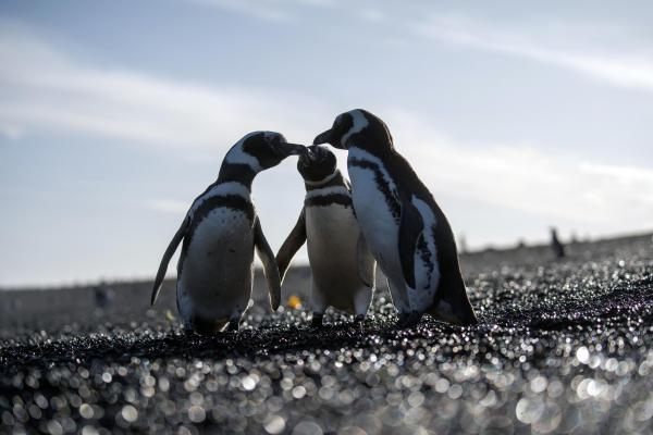 Velike migracije životinja: Patagonija