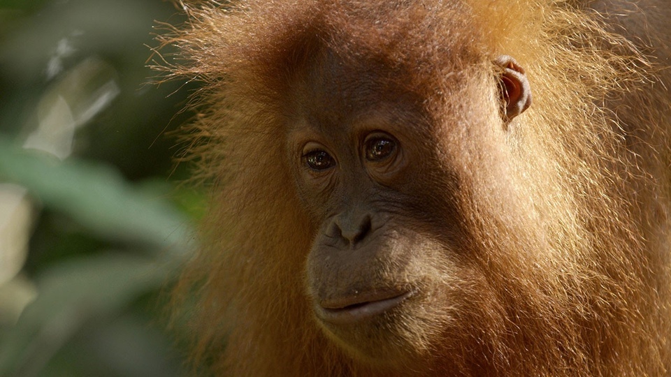 Dokumentarci Posljednji raj orangutana