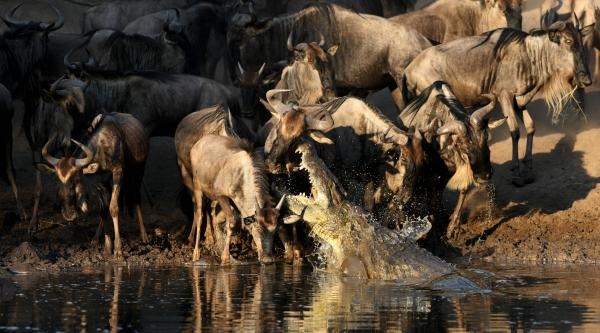 Království antilop