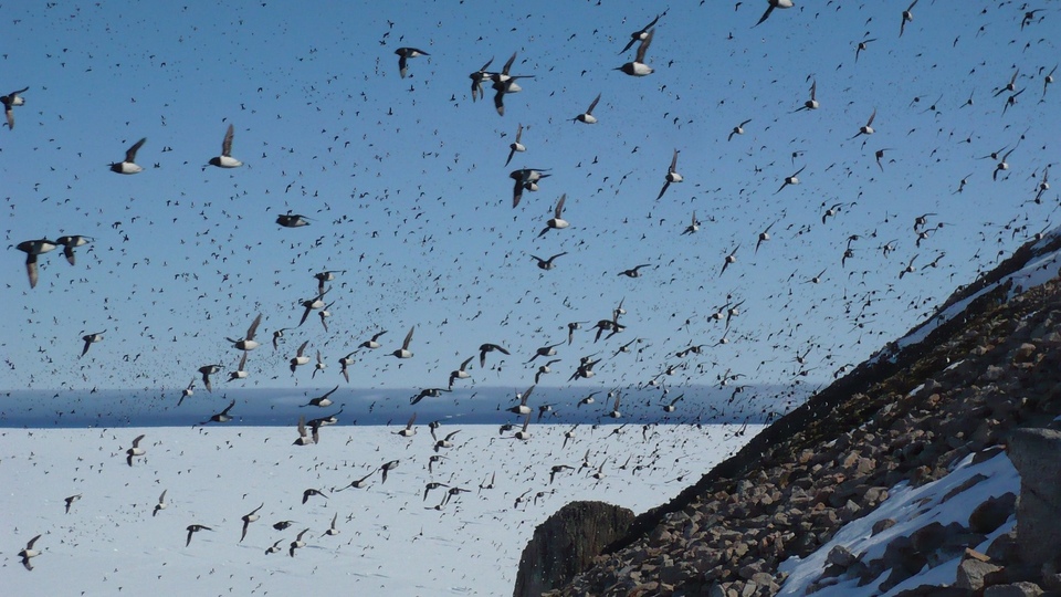 Dokument Ostrovní útočiště