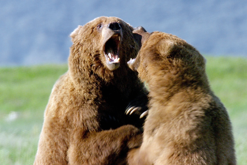 Документ Grizzly Encounters with Chris Morgan