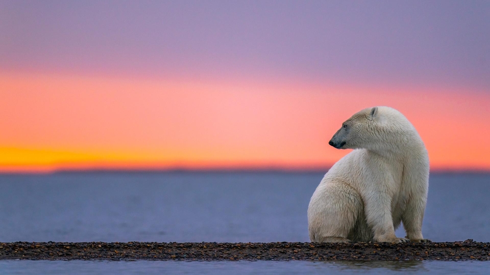 Dokument Królestwo niedźwiedzi polarnych