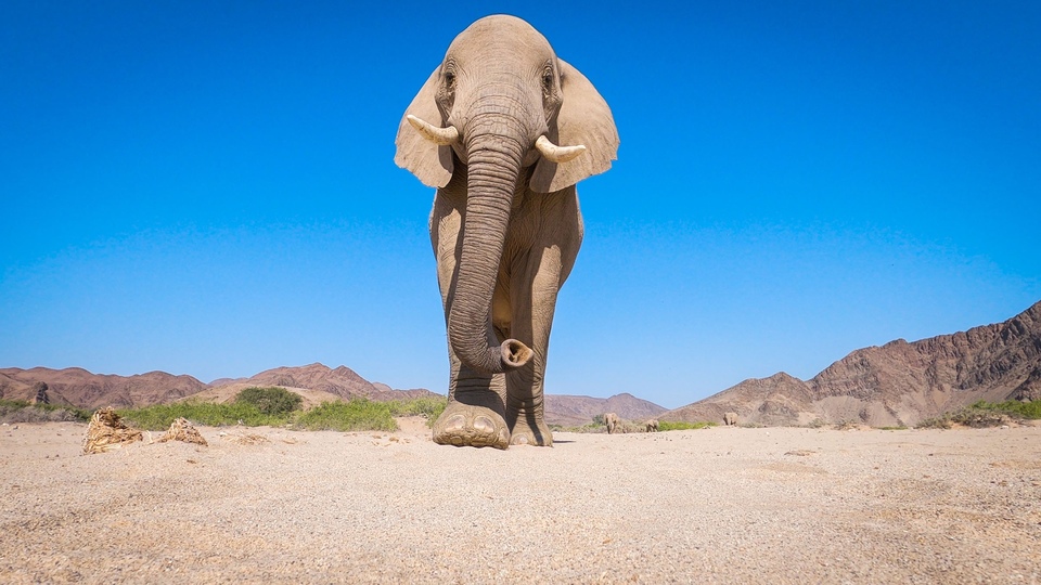 National Geographic Wild