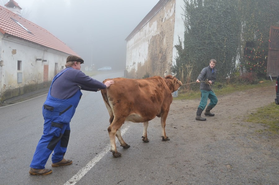 Dokument Škatulata, škatulata...