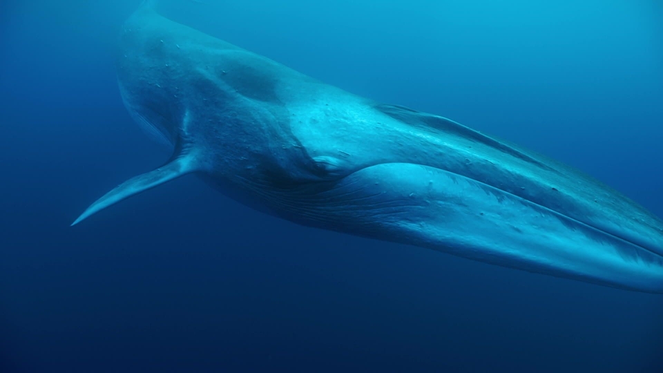 Dokument Pelagos, útočisko pre stredomorské druhy