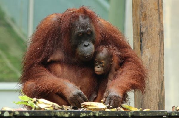 Setkání s orangutany