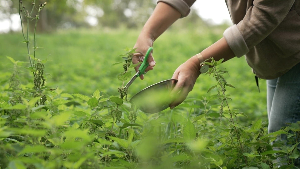 Najbolji medicina online