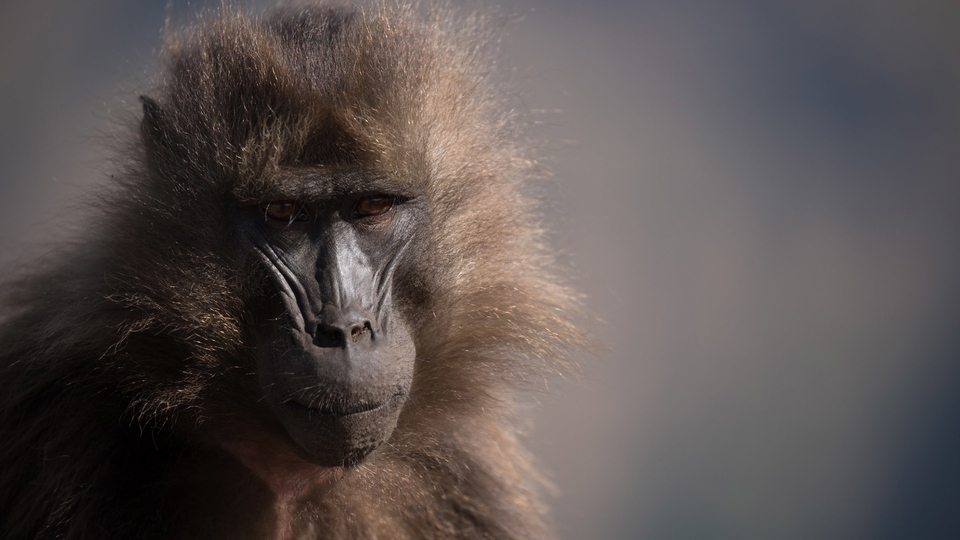 Dokumentarci Ratovi majmuna