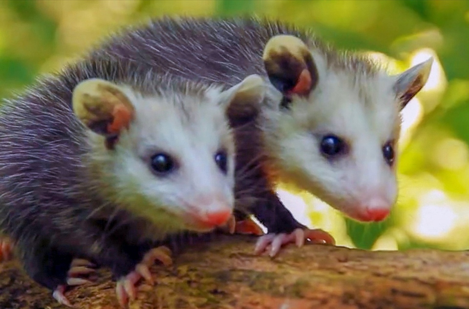 Dokument Lietajúca upratovacia čata