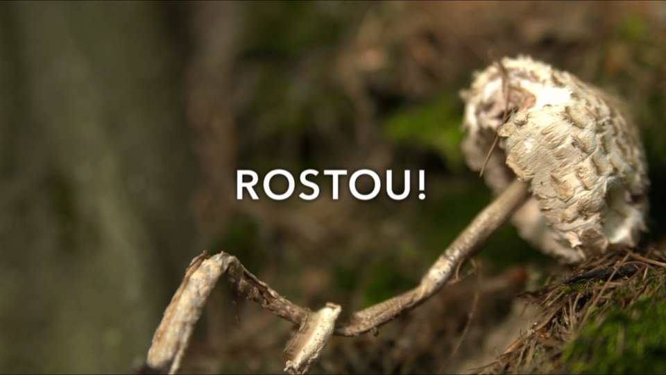 Dokument Rostou!