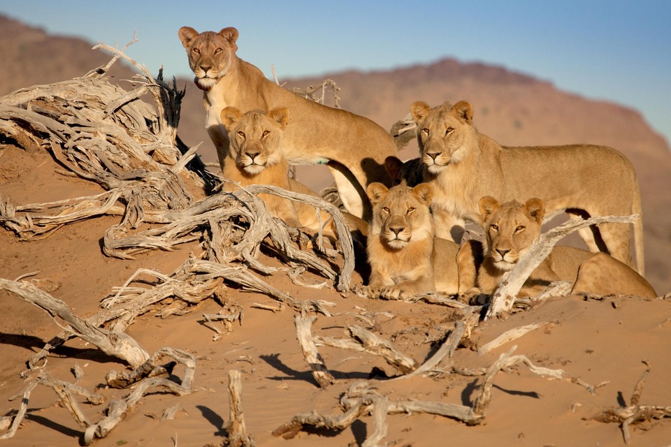 Dokumentarci Kraljevi koji nestaju: Pustinjski lavovi Namiba