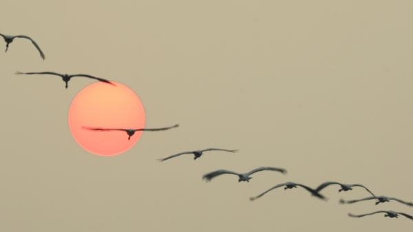 Indija iz zraka, komplikacija